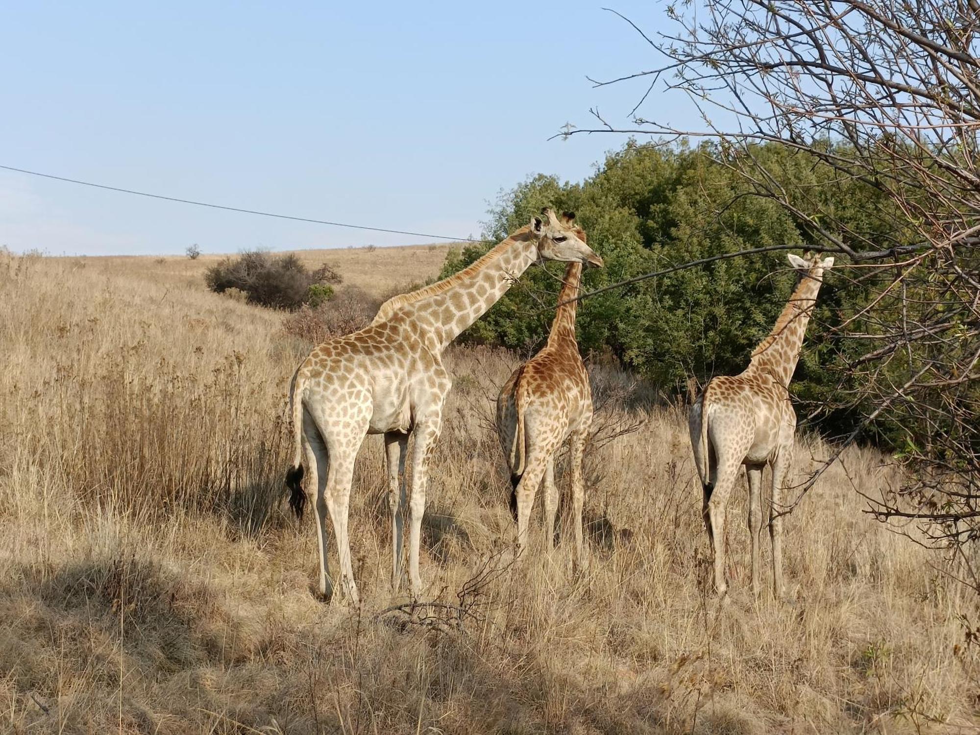 Sedgefield Lodge Witbank Dış mekan fotoğraf
